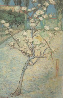 Vincent Van Gogh Blossoming Pear Tree (nn04) Spain oil painting art